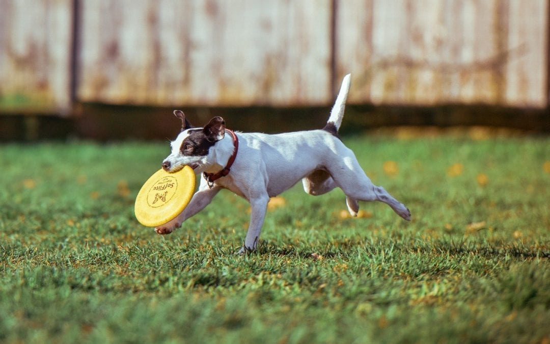 3 Tips to Ensure Your Pooch Enjoys the Dog Park