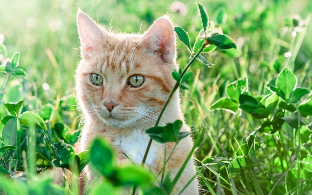 orange cat sitting in grass