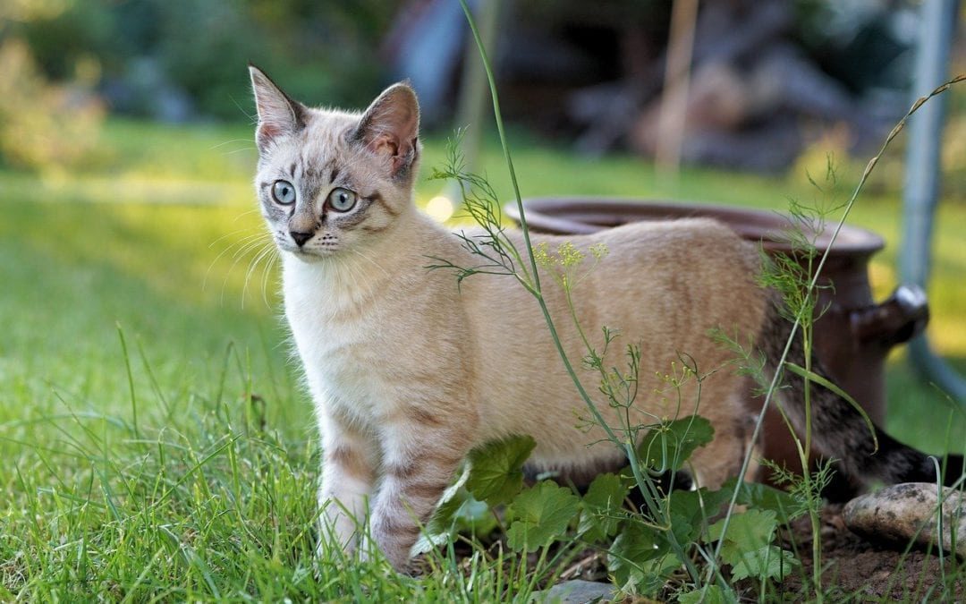 cat standing outside on grass