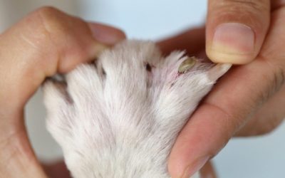 7 Steps to Remove Ticks Correctly From Your Pet