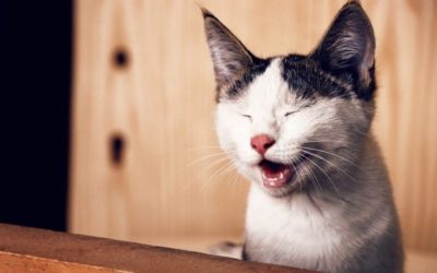 3 Ways You Can Tackle Your Cat Allergies