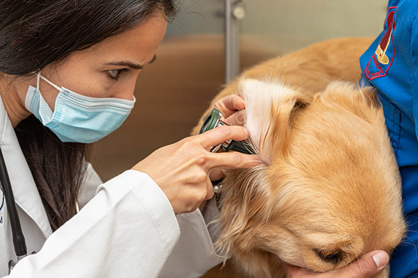 Dr. Camila Colberg with canine patient