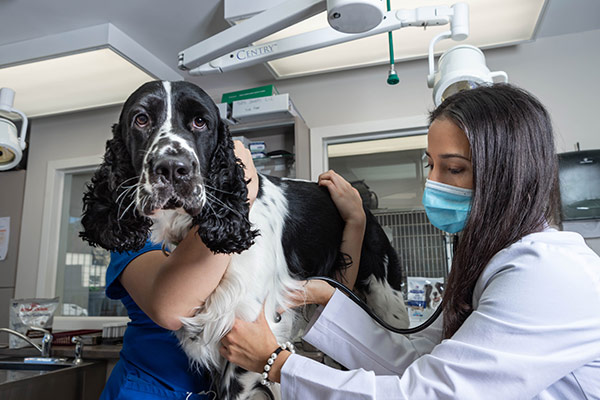 Dr. Camila Colberg with canine patient
