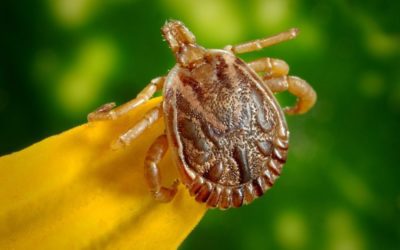 Tick Borne Disease in Dogs and Cats