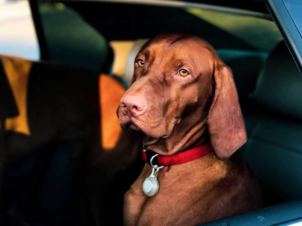 dog sitting in car
