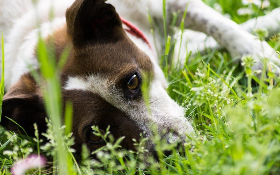 dog laying in the grass