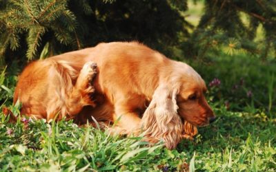 Itchy Skin in Dogs and Cats