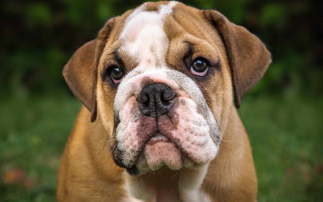 bulldog