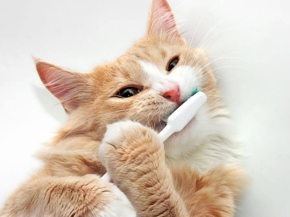 orange cat with toothbrush