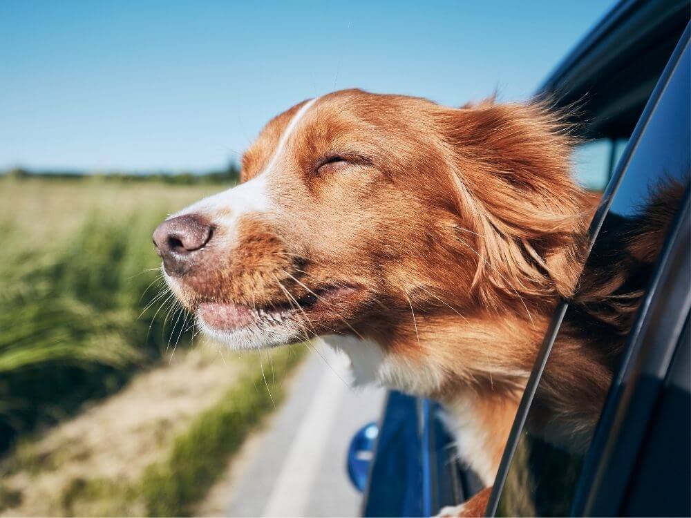 dog stick head out of car window
