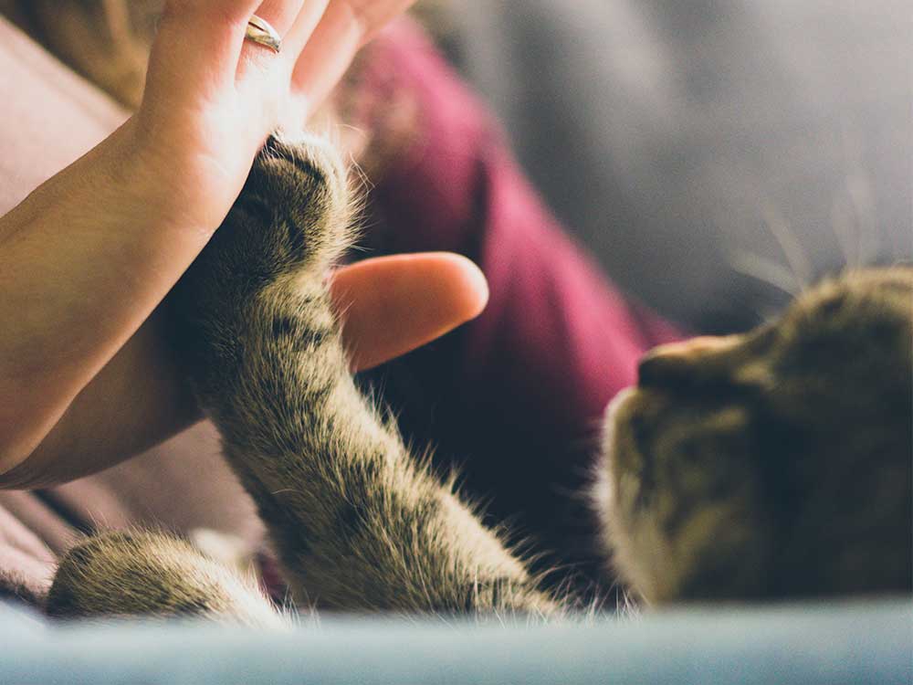cat putting paw on persons hand
