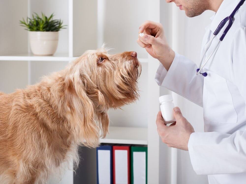 veterinarian giving dog medicine