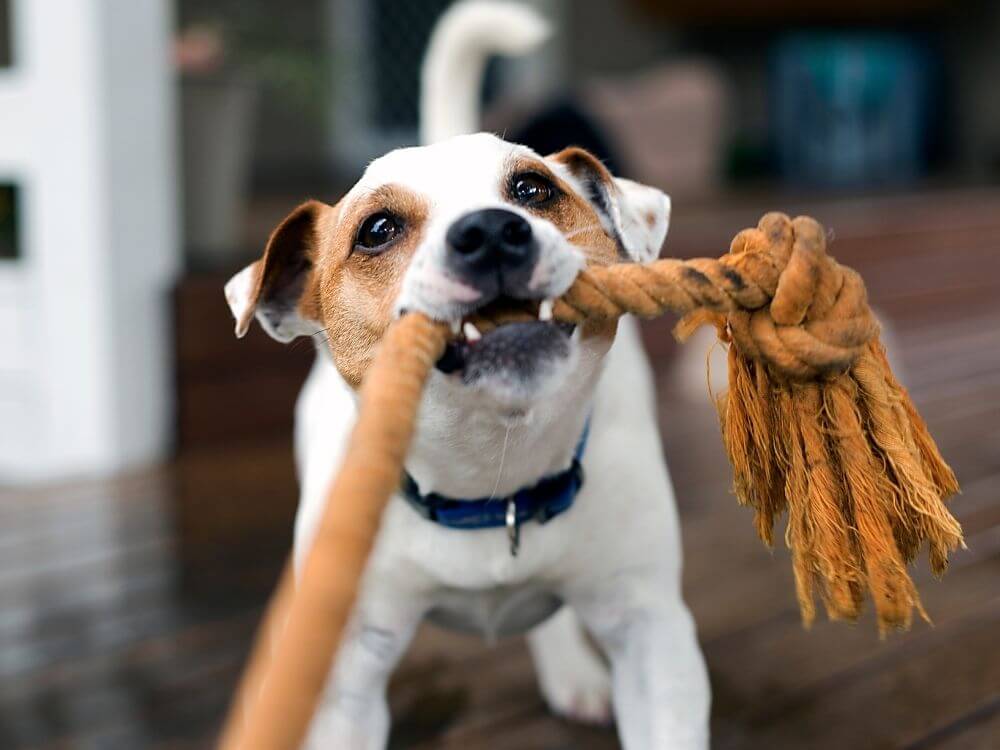 dog playing with rope toy