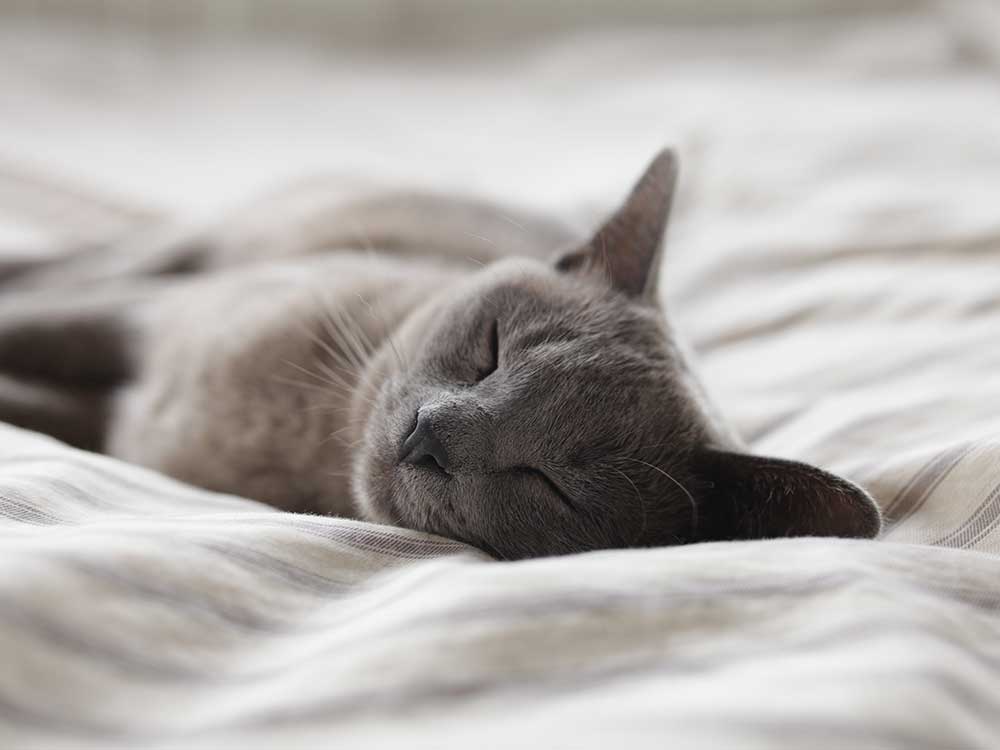 gray cat sleeping on bed