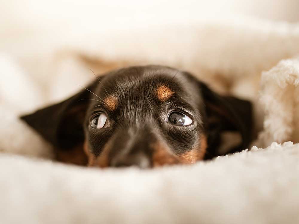 puppy laying under blanket