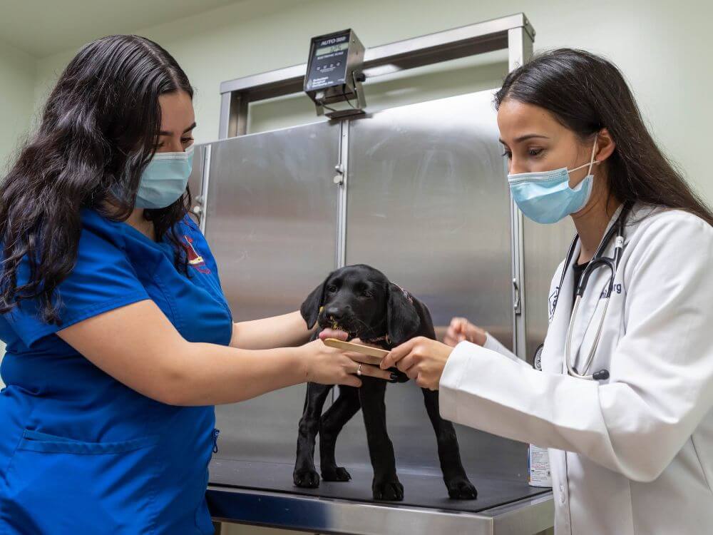 greenwich veterinary center dog exam