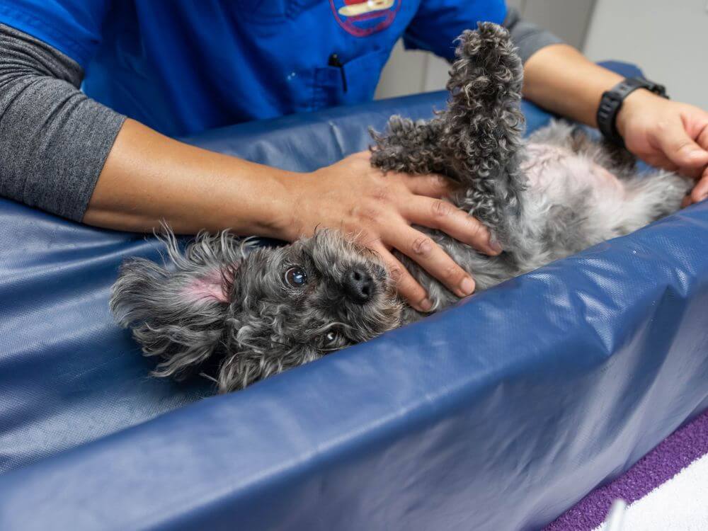greenwich veterinary center dog laying