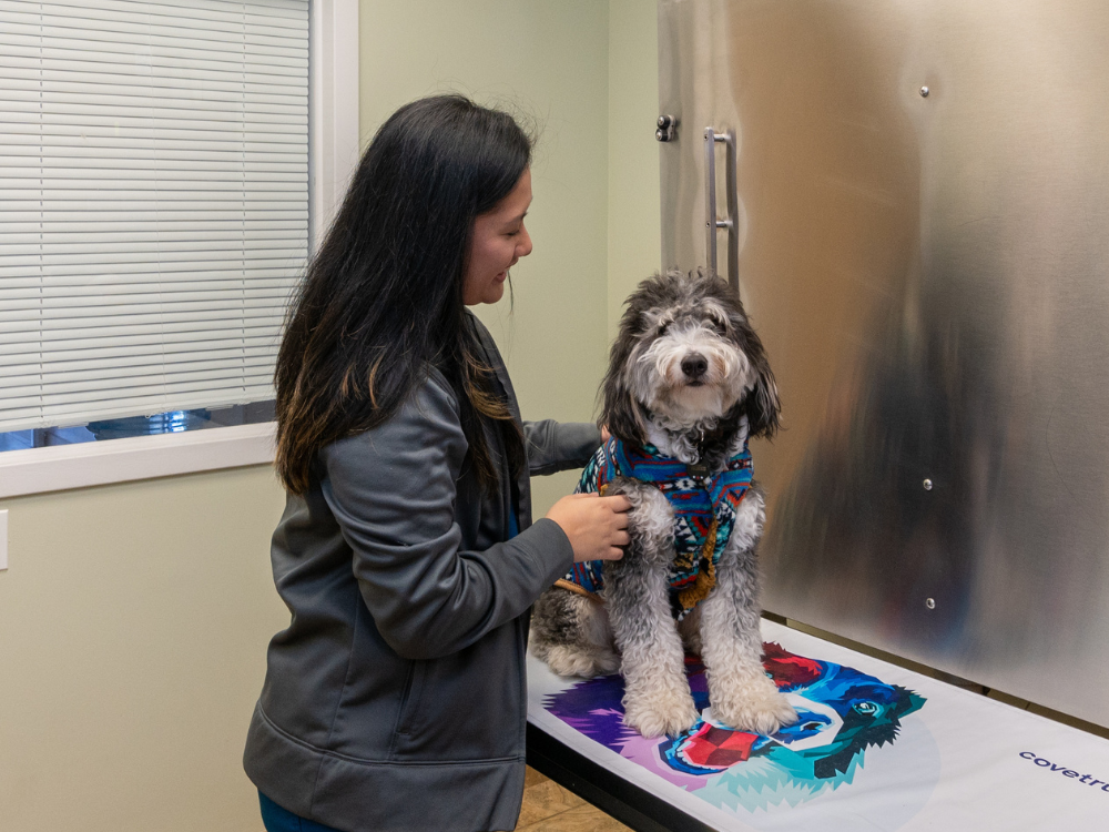 greenwich veterinary center dog wellness care