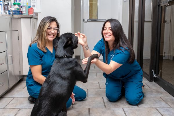 Vet technicians with a dog