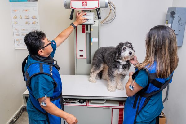 Vet staff taking X-ray of dog