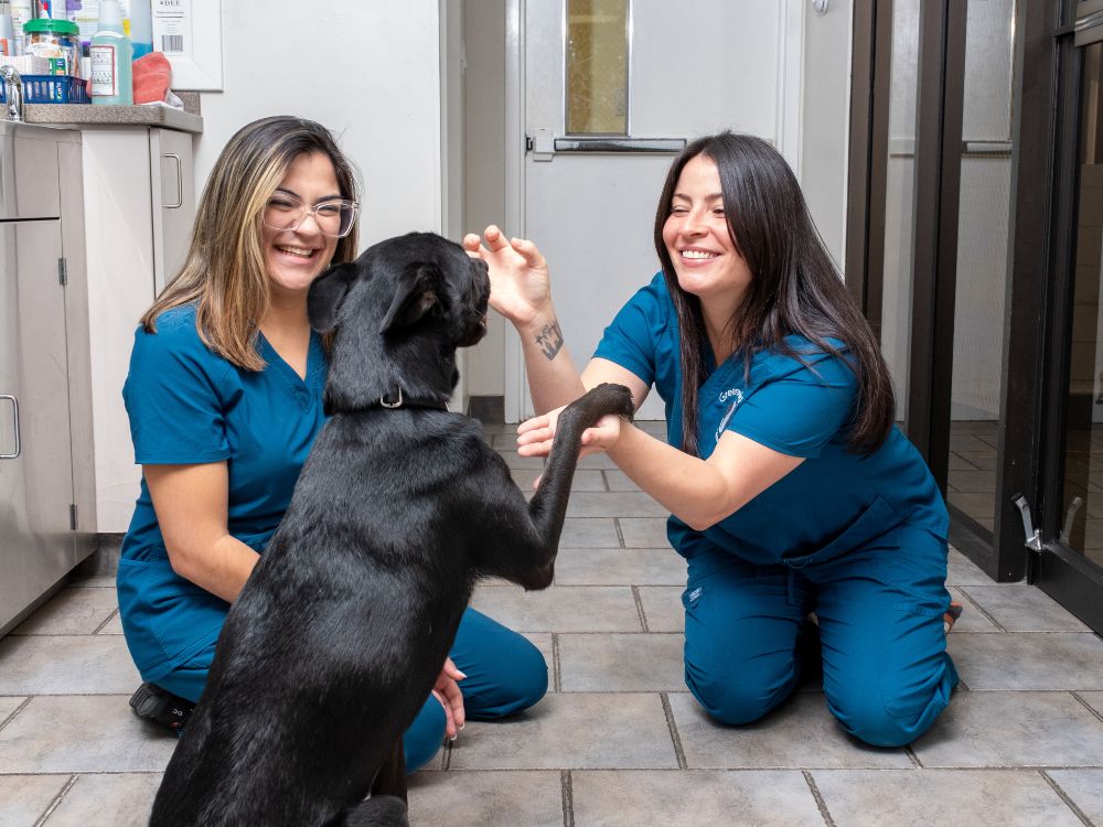 Vet staff with a dog