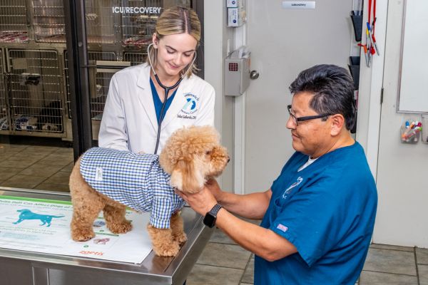 Vet and staff examining a dog