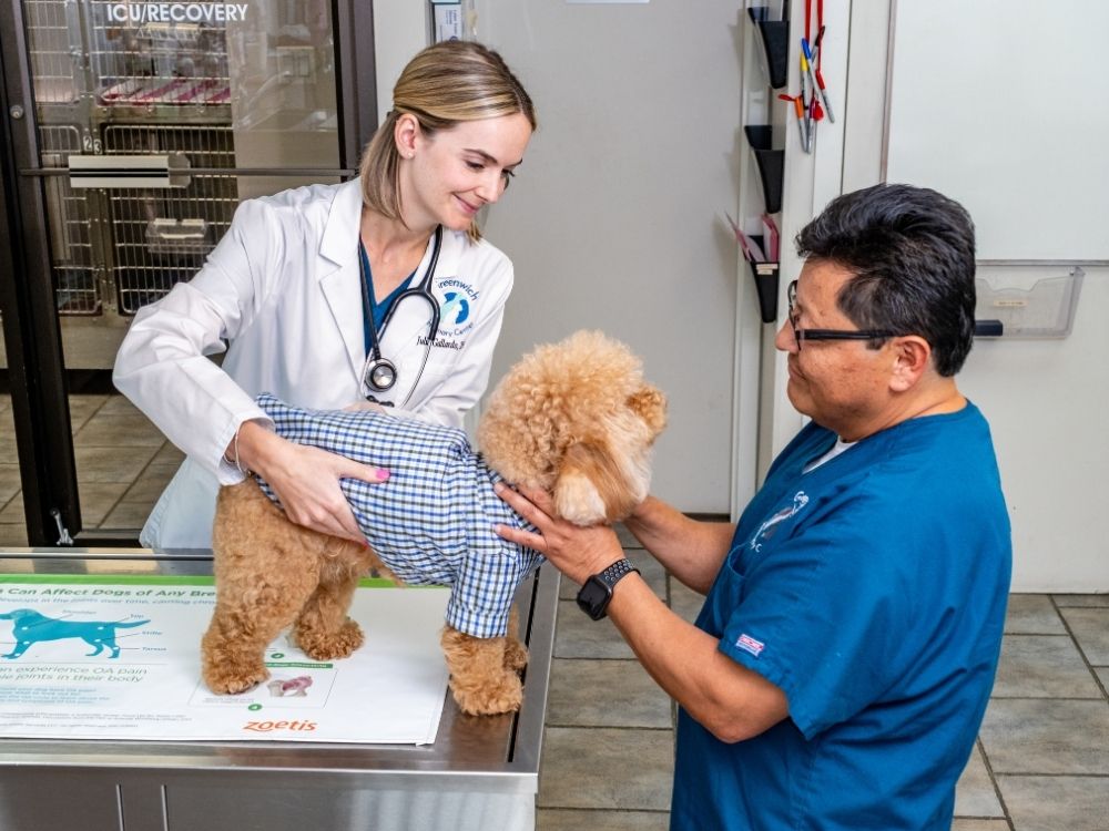 Vet and staff examining a dog